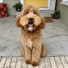 Saffy - Goldendoodle
