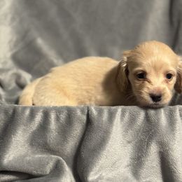 Clover - Cream female Dachshund puppy in Wasilla, Alaska from Denali Mini Dachshunds