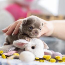 Bobby 7000 - Blue fawn male Chihuahua puppy in Deerfield, Florida from Happy Petit Paws