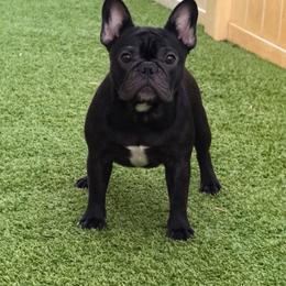 Envy - French Bulldog