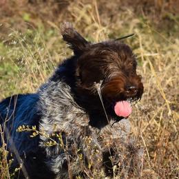 Wirehaired Pointing Griffons from Eyrie Kennels