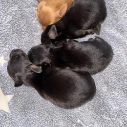 Black cream girl 1 - Black and cream female Dachshund puppy in Cattaraugus County, New York from H&C’s Dachshunds and Retrievers