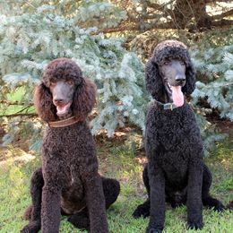 Poodles from Solo Standards