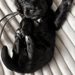 Grey Collar Female - Black female Havapoo puppy in Dallas, Georgia from West Cobb Dogs