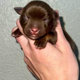 Lou Lou - Red tri female Miniature Australian Shepherd puppy in Lincoln, California from Country Dreams Mini Aussies