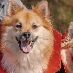 Icelandic Sheepdogs and Mudis from Velaris