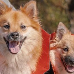 Icelandic Sheepdogs and Mudis from Velaris