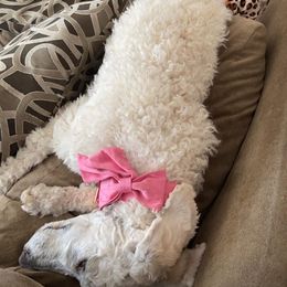 Maltipoo, Poodle, Yorkipoo, and Yorkshire Terrier Puppies from Boujie Pups
