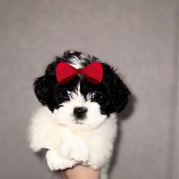 Girl 1 - Black and white female Shih Tzu puppy in Seguin, Texas from Dolled Up Shih Tzus