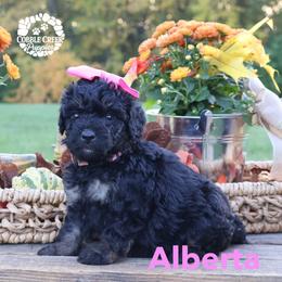 Alberta - Phantom female Bernedoodle puppy in Heyworth, Illinois from Cobble Creek Puppies