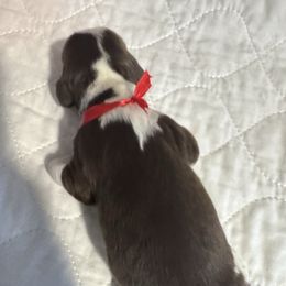 Red collar - Liver white and tan male English Springer Spaniel puppy in Elma, Washington from McCartney Springer’s