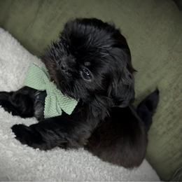 Ash - Black male Shih Tzu puppy in Lake City, Florida from Tiger Valley Shih Tzus
