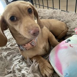 Candy - Cream female Dachshund puppy in Mesa, Arizona from Ruby Desert Doxies