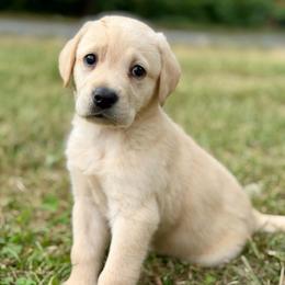 Wrangler - Yellow male Labrador Retriever puppy in Sweet Home, Oregon from Snowpeak English Labradors