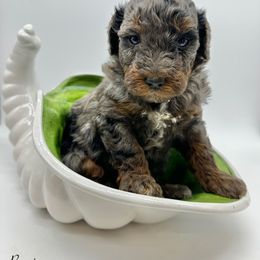 Bowie - Merle male Bernedoodle puppy in Thornville, Ohio from Four Front Doodles & Friends