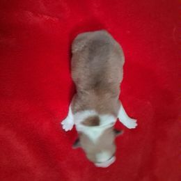 RWGIRL - Red female Pembroke Welsh Corgi puppy in Gaffney, South Carolina from Battlefield Kennels