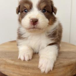 Sunny - Red tri-color female Australian Shepherd puppy in Kearney, Nebraska from Helix Aussies