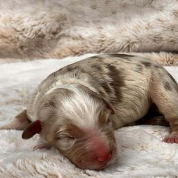 Camille - Red merle female Australian Shepherd puppy in Boise, Idaho from Black Canyon Corral Aussies