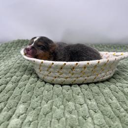 Earl - Blue male Pembroke Welsh Corgi puppy in Waco, Texas from The Comma Corgis
