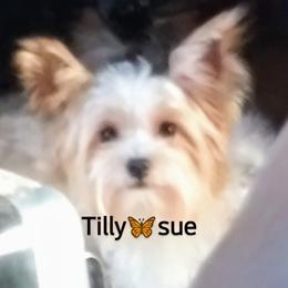 Tilly - Yorkshire Terrier