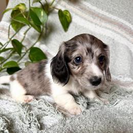 AKC Black Dapple-Piebald - Dapple male Dachshund puppy in Colville, Washington from G&B Iron Mountain Dachshunds