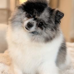 Stella - Pomeranian
