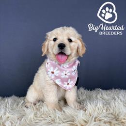 Chai - White female Companion Cross puppy in Utah County, Utah from Big Hearted Breeders