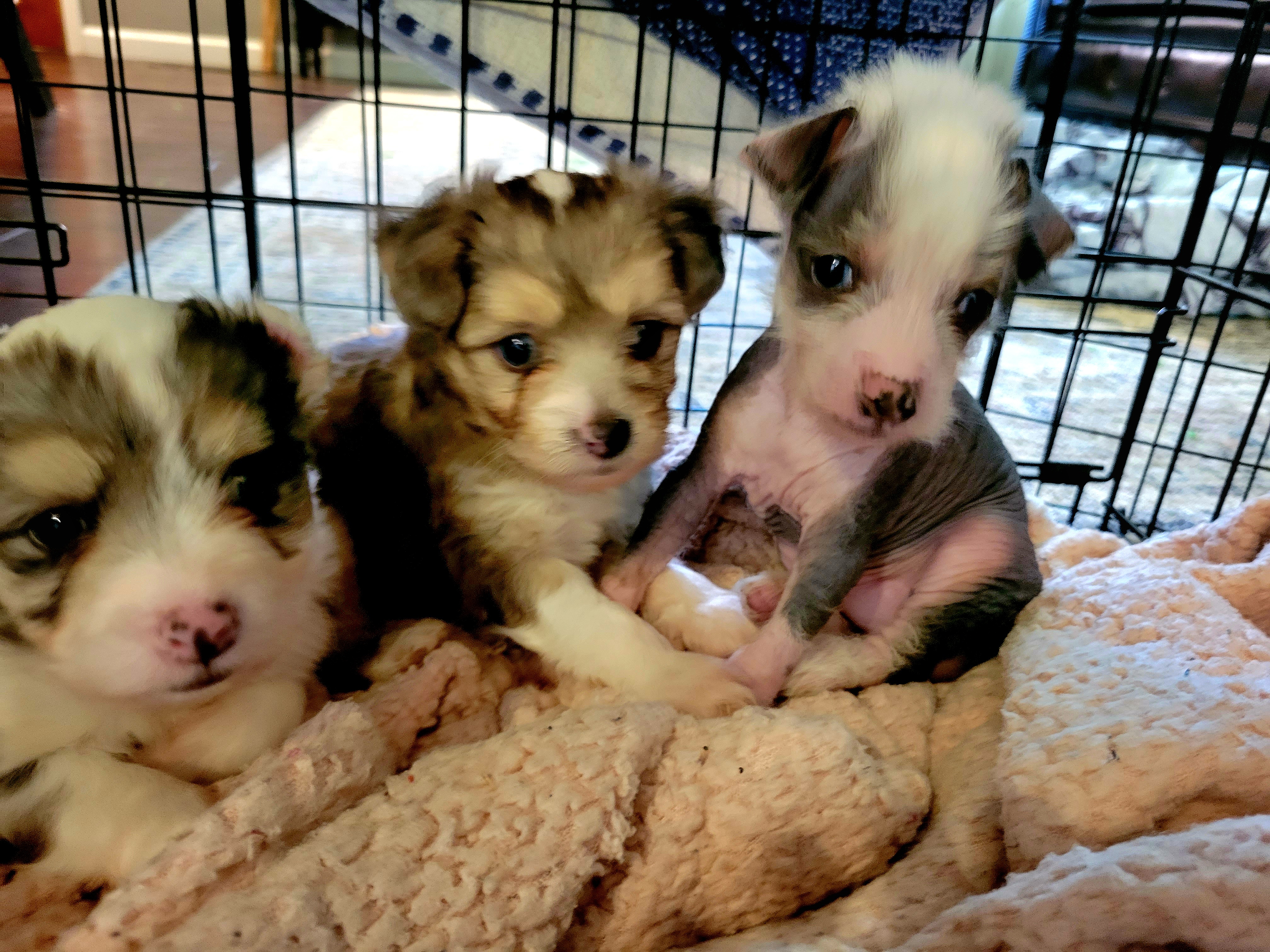 Chinese Crested Puppies from Pinky's Pups; Chinese Crested's Love + U