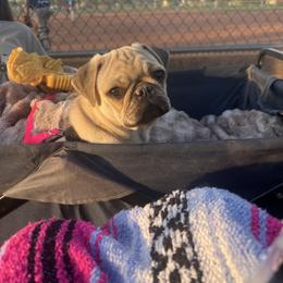 Pembroke Welsh Corgi and Pug Puppies from Blecker Kennel