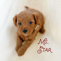Star - Red  female Goldendoodle puppy in Sacramento, California from Dandy Doodles Goldendoodles