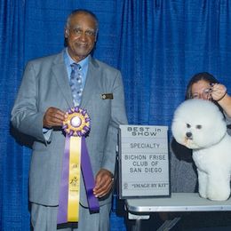 Bichon Frise All Grown Up from Drumhills Kennel