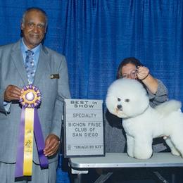 Bichon Frise All Grown Up from Drumhills Kennel