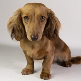Leyna - Dachshund