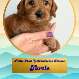 Turtle - Red  female Goldendoodle puppy in Redmond, Oregon from Bourbon and Lace Doodles