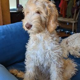 Australian Labradoodle All Grown Up from Running Brook Doodles