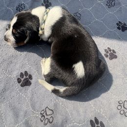 Ace - Blue ticked and tan male Bluetick Coonhound puppy in Mount Pleasant, Texas from Harmons Hounds