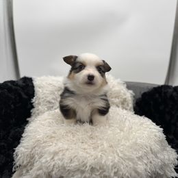 Rowan blue collar - Black and tan male Pembroke Welsh Corgi puppy in Benjamin, Utah from Nuna’s  Corgis