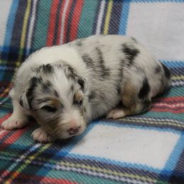 Natalie - Blue merle female Australian Shepherd puppy in Kansas, Oklahoma from Windy G Farm