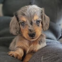 Lovey - Dapple female Dachshund puppy in Goodman, Missouri from Jessica's Dashing Dachsunds and Chihuahuas