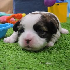 Taylor - Brindle and white female Mal-Shi puppy in Aurora, Missouri from KnJ Precious Paws LLC