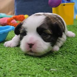 Taylor - Brindle and white female Mal-Shi puppy in Aurora, Missouri from KnJ Precious Paws LLC