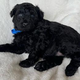 Blue Girl - Black female Pumi puppy in Fife Lake, Michigan from Nixie Kennels
