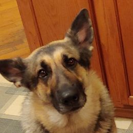 Addy - German Shepherd
