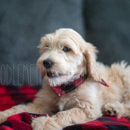 Goldendoodle Puppies from Doodle Me This Goldendoodles