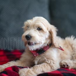 Goldendoodle Puppies from Doodle Me This Goldendoodles