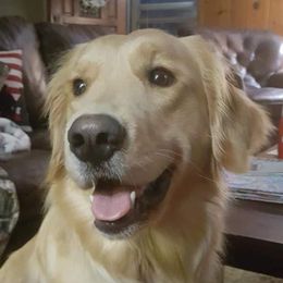 Vada - Golden Retriever