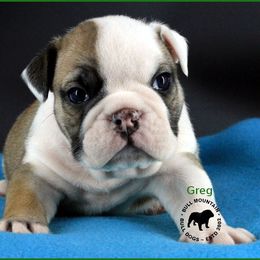 Greg - Red male Bulldog puppy in Laurel, Montana from Bull Mountain Bulldogs