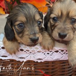 Dachshund Puppies from Faith Ann's Dachshunds