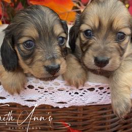 Dachshund Puppies from Faith Ann's Dachshunds