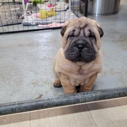 Brushcoat boy - Red fawn male Chinese Shar-Pei puppy in Wellington, Ohio from Shine Shar-Pei
